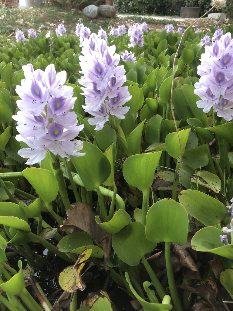 Water hyacinth inflated leaf stalks close-up