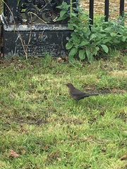 Turdus merula