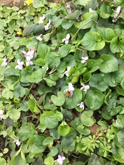 Viola odorata