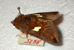Autographa bractea