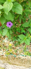Ipomoea cairica