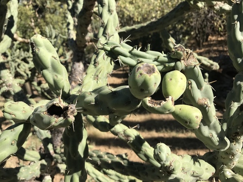 Chain-link Cholla