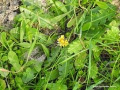 Taraxacum obovatum