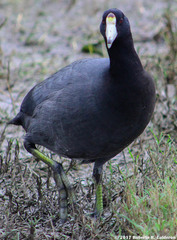Fulica americana americana
