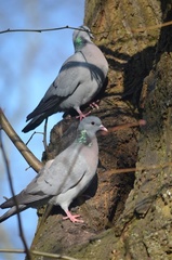 Columba oenas