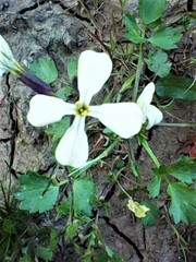 Raphanus raphanistrum raphanistrum