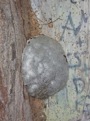 Reticularia lycoperdon