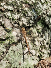 Rhionaeschna bonariensis