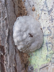 Reticularia lycoperdon