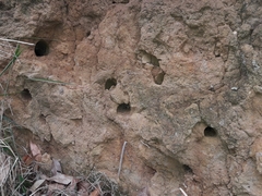 Psalidoprocne pristoptera