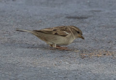 Passer domesticus