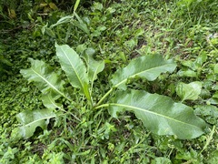 Rumex japonicus