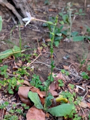 Nicotiana plumbaginifolia