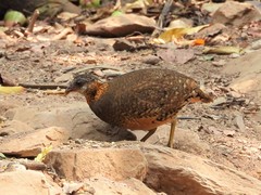 Tropicoperdix chloropus