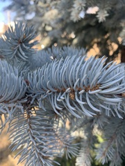 Picea pungens