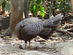 Polyplectron bicalcaratum