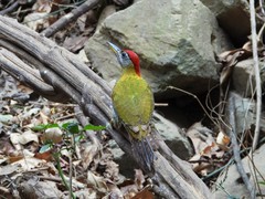 Picus viridanus