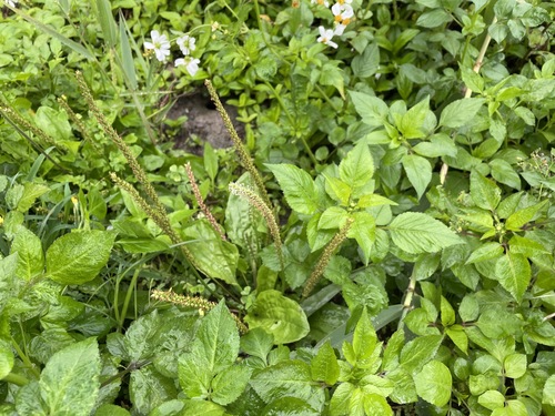 Chinese plantain (Plantago asiatica)