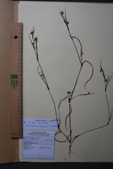 Commelina aspera