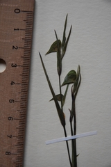 Commelina aspera