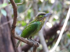 Psilopogon faiostrictus