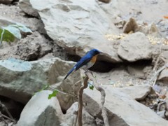 Cyornis sumatrensis