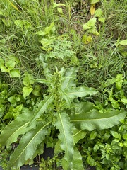 Rumex japonicus