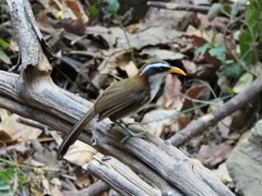 Pomatorhinus schisticeps