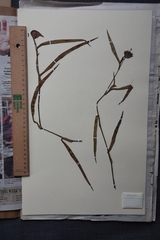 Commelina schweinfurthii