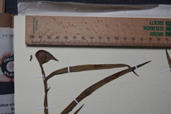 Commelina schweinfurthii