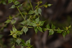 Daviesia umbellulata