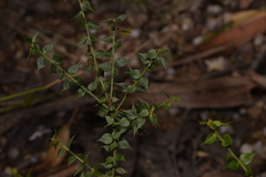 Daviesia umbellulata