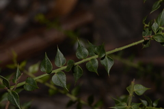 Daviesia umbellulata