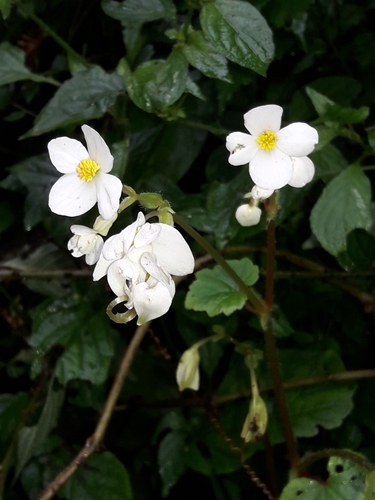 Image of Begonia geranioides by (c) Ferncliffe forest wilding, some rights reserved (CC BY)