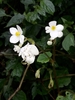 Geranium-Leaved Wild Begonia - Photo (c) Ferncliffe forest wilding, some rights reserved (CC BY), uploaded by Ferncliffe forest wilding