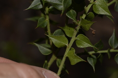 Daviesia umbellulata