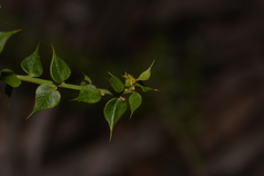 Daviesia umbellulata
