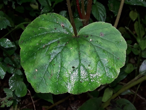 Image of Begonia geranioides by (c) Ferncliffe forest wilding, some rights reserved (CC BY)