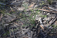 Daviesia umbellulata