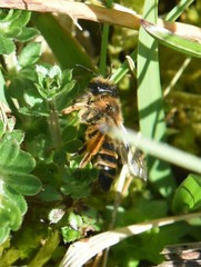 Andrena flavipes