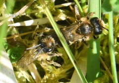 Andrena flavipes