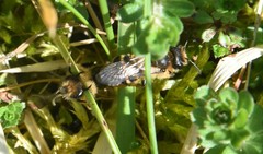 Andrena flavipes