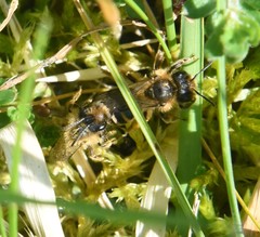 Andrena flavipes
