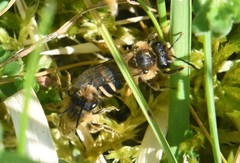 Andrena flavipes