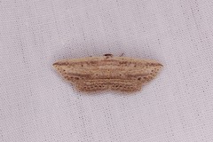 Hyposada hydrocampata