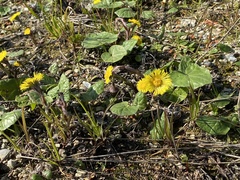 Tussilago farfara