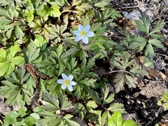 Anemonoides nemorosa