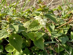 Lamium album