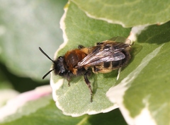 Andrena bicolor
