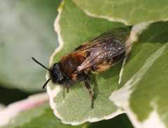 Andrena bicolor